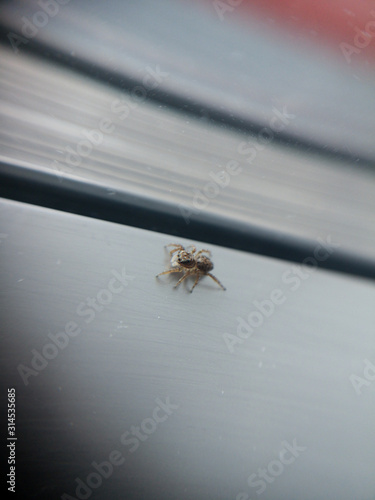 little house spider on a window 