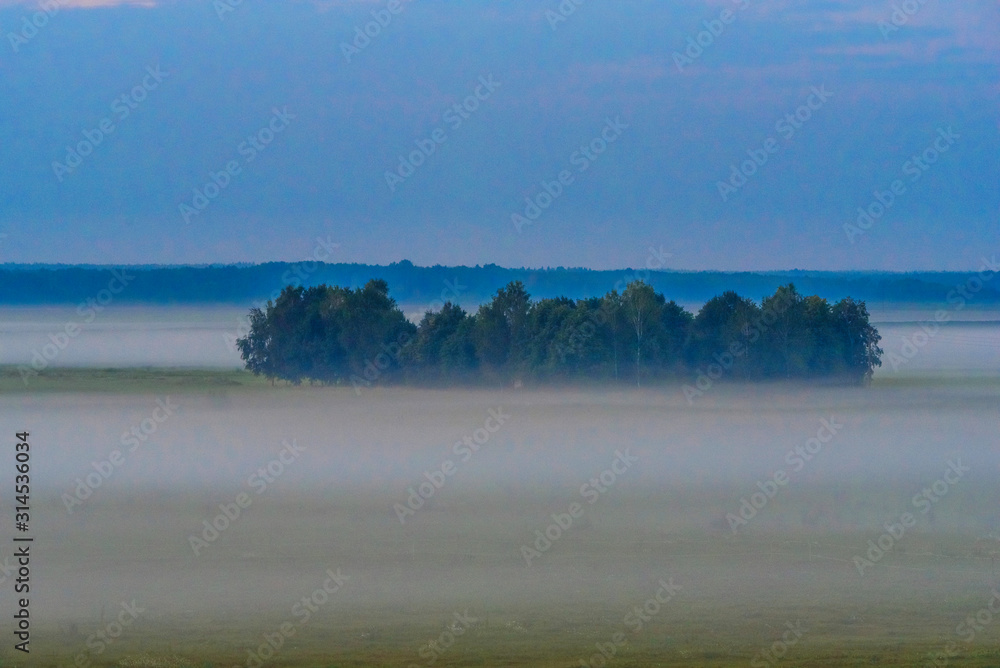 Forest islet in the fog. Photographed in the morning.