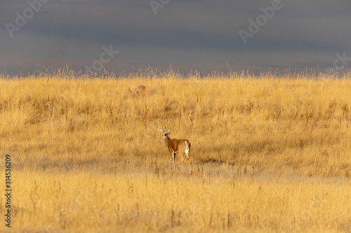 Buck Whitetail Deer in the Fall Rut