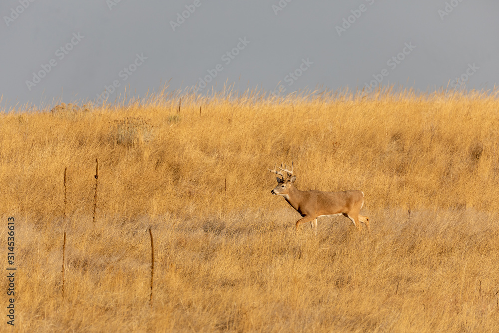 Buck Whitetail Deer in the Fall Rut Buck Whitetail Deer in the Fall Rut