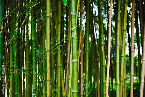 Bushy forest of green bamboo canes