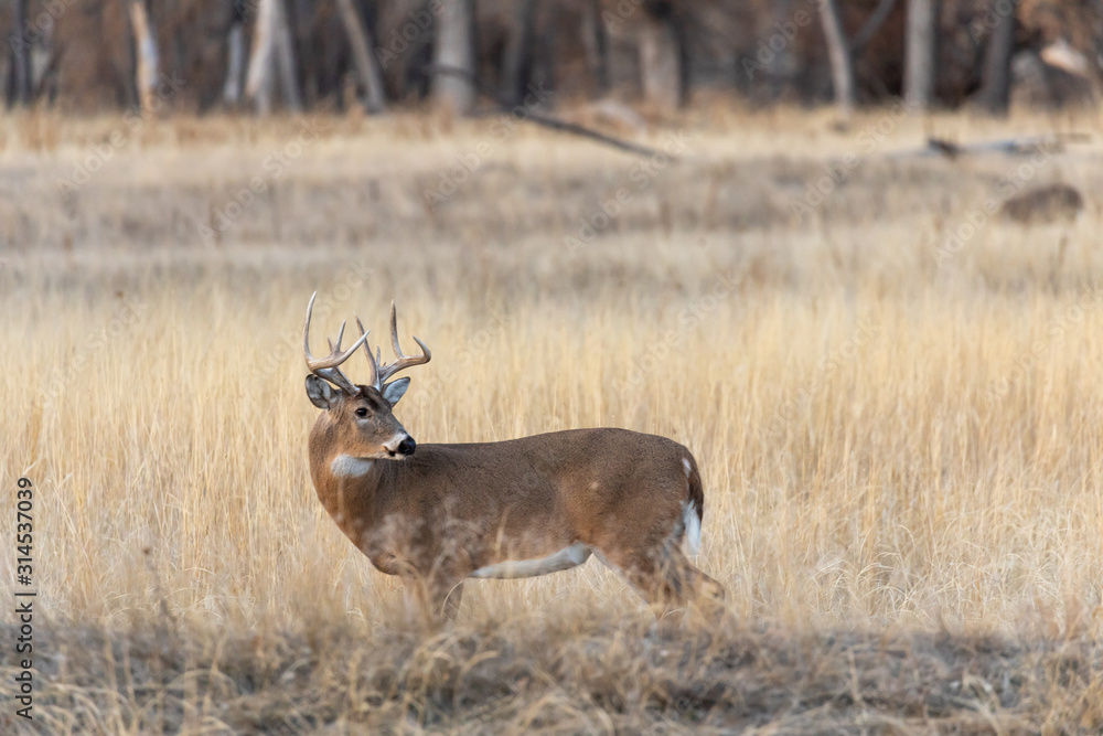 Fototapeta premium Buck Whitetail Deer in the Fall Rut