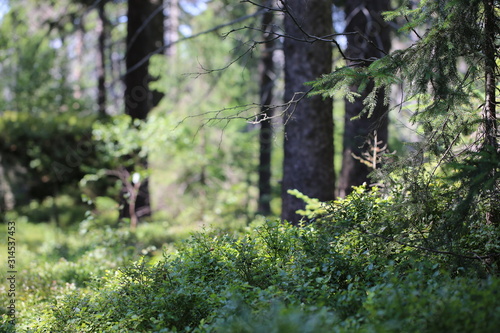 Fragment panoramy leśnej, z krzakami czarnych jagód i gałęziami świerku photo