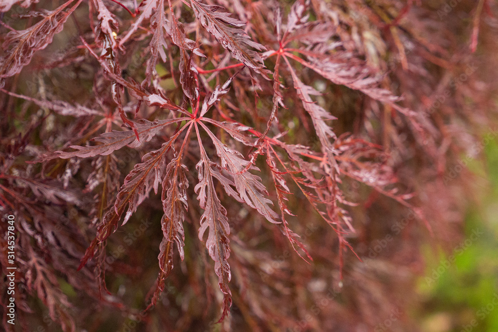 Wild dark red plant with dew drops closeup on natural background Wild dark red plant with dew drops closeup on natural background