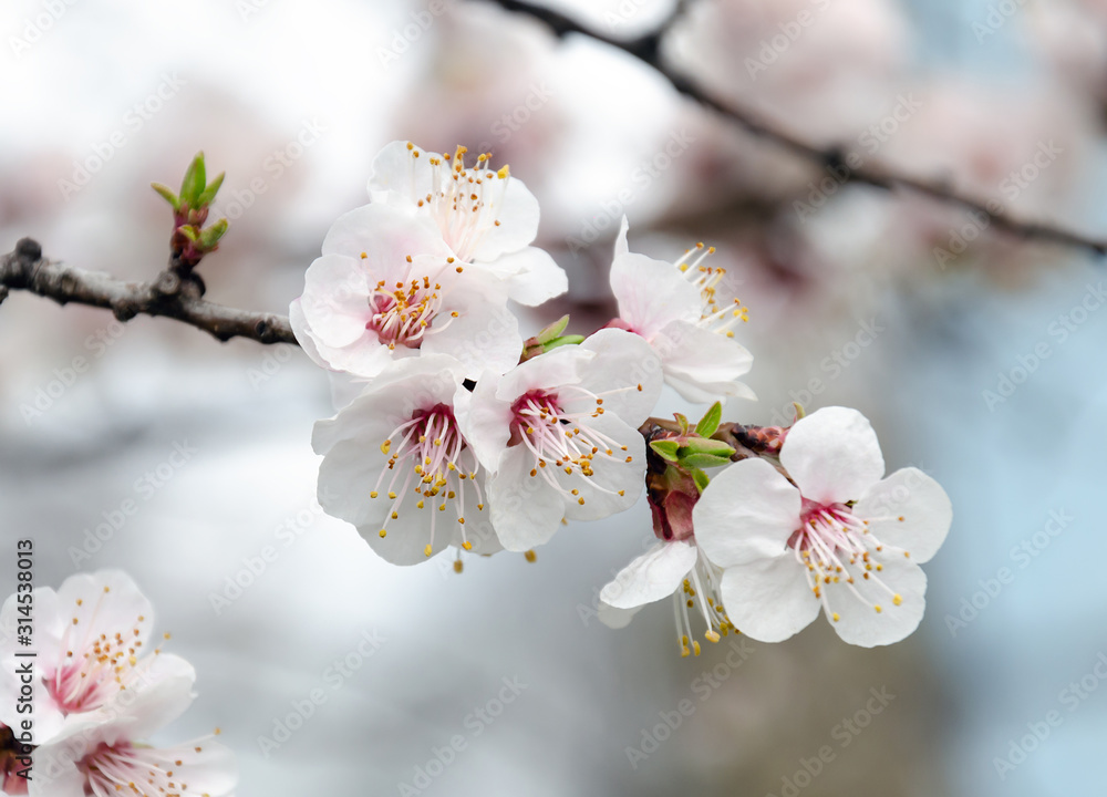 Obraz premium fruit tree flowers, fragrant white cherry flowers.