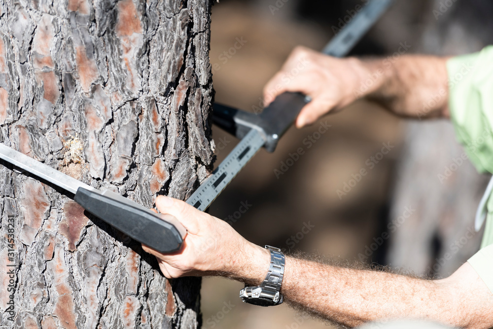 Mesurer le diamètre d'un arbre Stock Photo | Adobe Stock