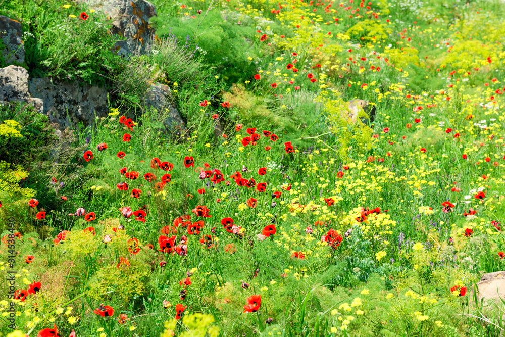 Beautiful summer field with blooming poppies closeup
