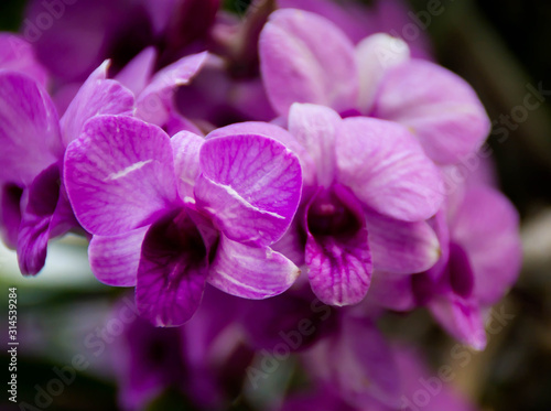 pink orchid flower in garden