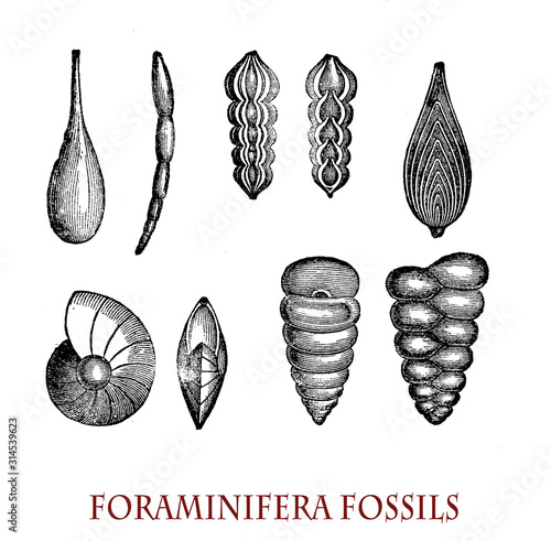 Foraminifera fossils  unicellular organism with complex shell structure dating back to the mid-Jurassic, exceptional useful in biostratigraphy to accurately give dates to relative sedimentary rocks photo