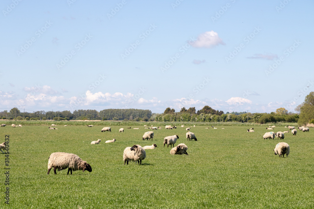 Obraz premium Moutons au pré dans le Kent