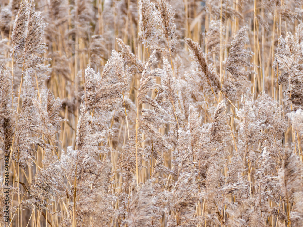 Fototapeta premium Reeds field close-up, light floral texture background
