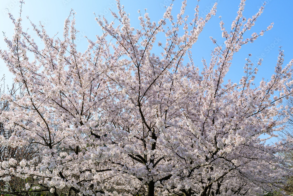 Large cherry tree with branches with white flowers in full bloom and clear blue sky in a garden in a sunny spring day, beautiful Japanese cherry blossoms floral background, sakura Large cherry tree with branches with white flowers in full bloom and clear blue sky in a garden in a sunny spring day, beautiful Japanese cherry blossoms floral background, sakura