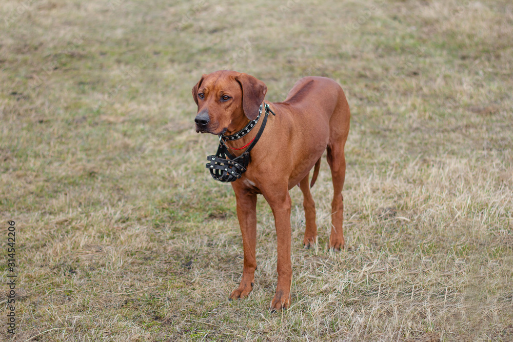 A dog of the breed Rhodesian Terrier walks on the grass in the field.