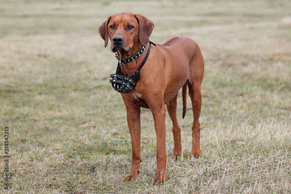 A dog of the breed Rhodesian Terrier walks on the grass in the field.