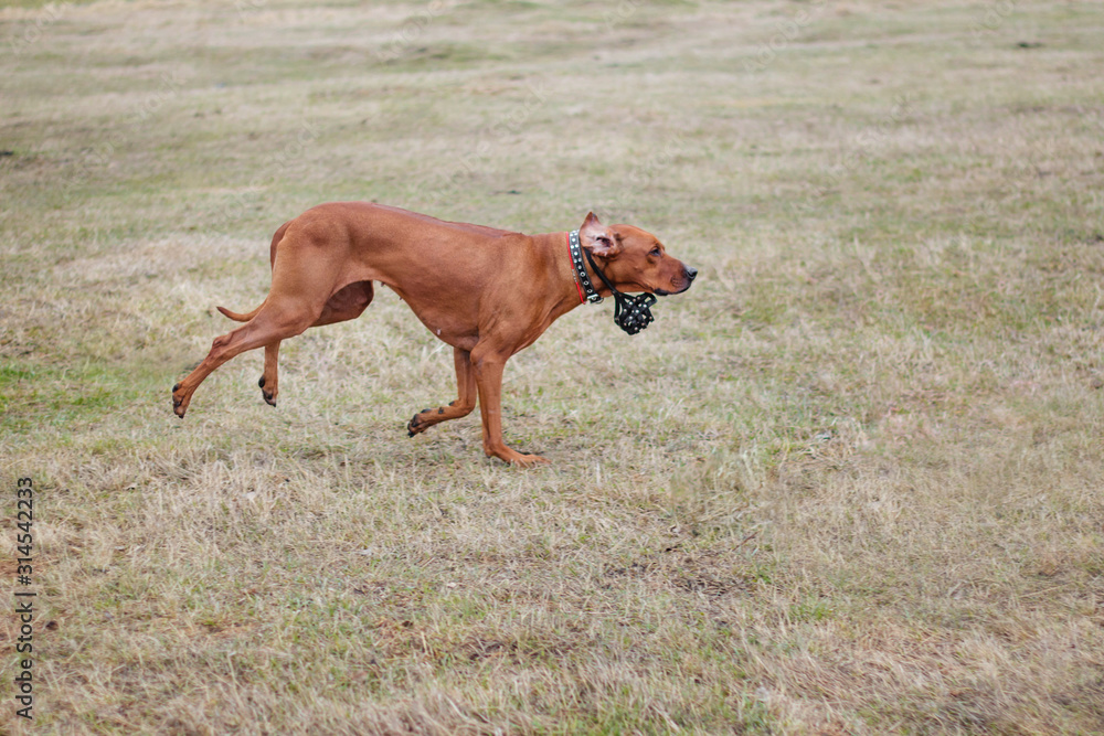 Rhodesian dog funny runs on the grass. Rhodesian dog funny runs on the grass.