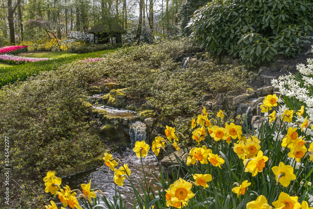 Obraz premium Flowers field in Netherlands. Flowers cultivars Spring natural landscape