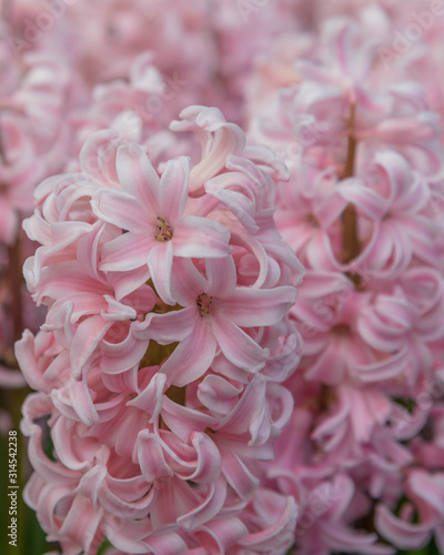 Pink Hyacint  Hyacinthus  cultivars in Netherlands  Keukenhof Close up