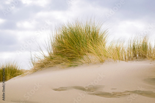 Details of sea dunes with dry and green grass in winter day near the Hague in the Netherlands. Green nature or vacation tranquil background. 