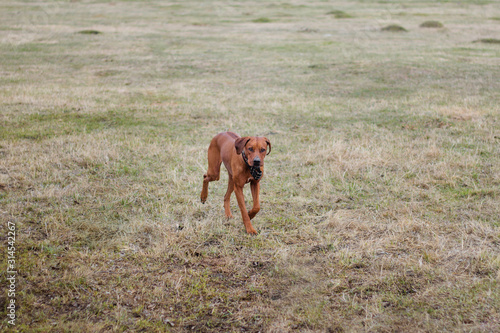 Fototapeta Naklejka Na Ścianę i Meble -  A dog of the breed Rhodesian Terrier walks on the grass in the field.