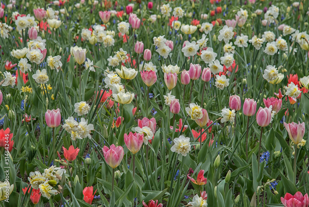 Fototapeta premium Field of colorful flowers in Netherlands, Keukenhof. Flowers cultivars Spring natural landscape