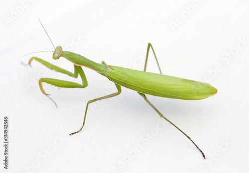 Close up shot of a Praying Mantis on white background