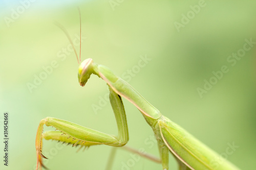 Close up shot of a Praying Mantis in front of a colorful background