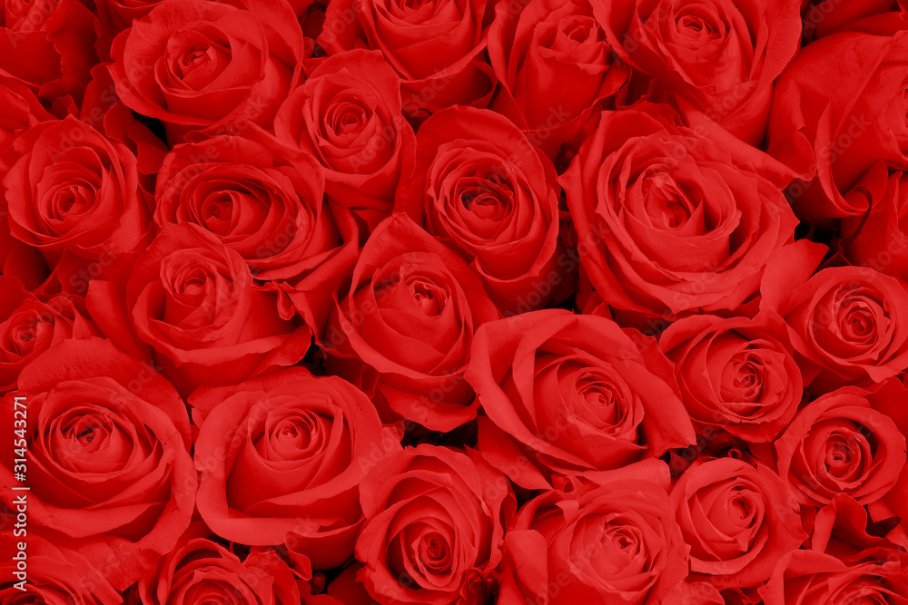 Red Rose Flowers As Fashion Background For Trendy Flowery Theme. Background Of Advertising Natural Cosmetics For 2020 Year or St. Valentine Day. Red Rose Flowers As Fashion Background For Trendy Flowery Theme. Background Of Advertising Natural Cosmetics For 2020 Year or St. Valentine Day.