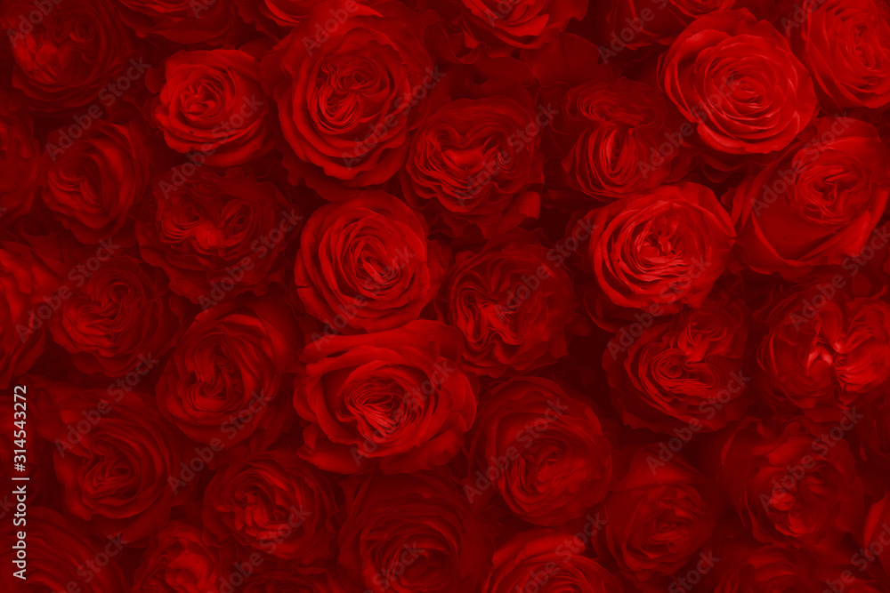 Red Rose Flowers As Fashion Background For Trendy Flowery Theme. Background  Of Advertising Natural Cosmetics For 2020 Year or St. Valentine Day. Stock  Photo | Adobe Stock