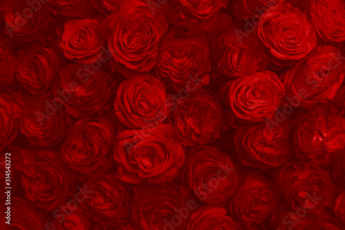 Red Rose Flowers As Fashion Background For Trendy Flowery Theme. Background Of Advertising Natural Cosmetics For 2020 Year or St. Valentine Day.