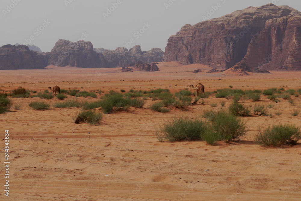 Red sand desert and camels at sunny summer day in Wadi Rum, Jordan. Middle East. UNESCO World Heritage Site and is known as The Valley of the Moon. Red sand desert and camels at sunny summer day in Wadi Rum, Jordan. Middle East. UNESCO World Heritage Site and is known as The Valley of the Moon.