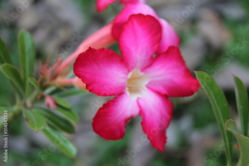 Macro pink nature plant, the flower flora with green leafs.
