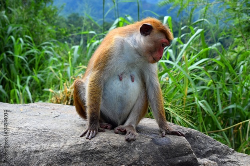 The toque macaque  is a reddish-brown-coloured Old World monkey endemic to Sri Lanka, where it is known as the rilewa or rilawa. photo