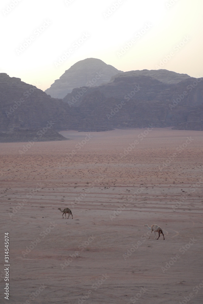 desert scene with group of two camels walking through famous Wadi Rum at sunsrise, Jordan, Middle East. UNESCO world heritage site
