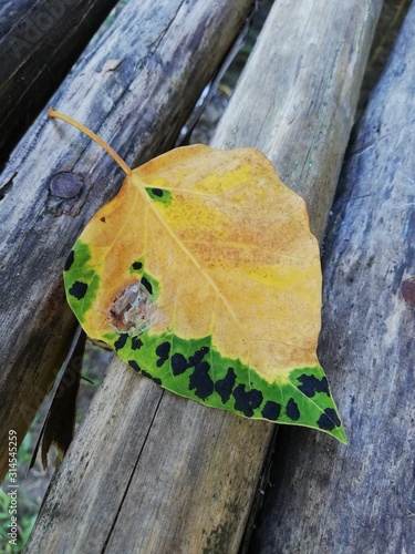 autumn leaves on a green background