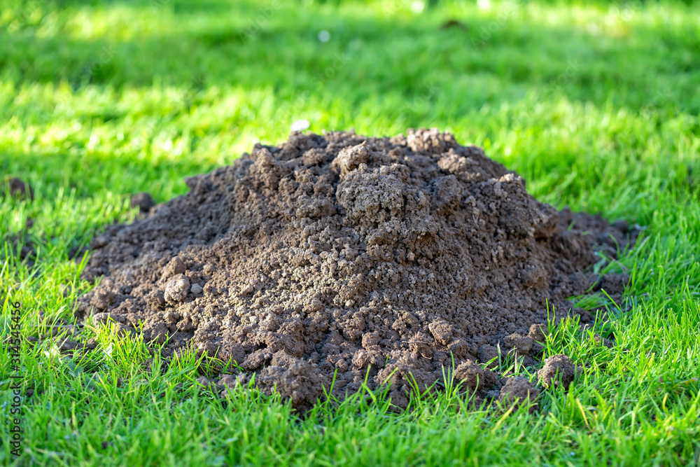 A molehill in a garden A molehill in a garden