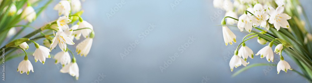 Obraz premium spring background banner . snowdrops Leucojum Vernum on a blue background. blurred focus. soft glow of the rays of light of the sun. place for text. copy space 