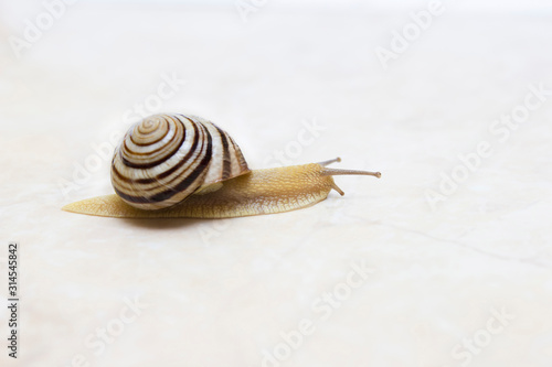 Snail close-up - studio shot, biology, wild life, male, food