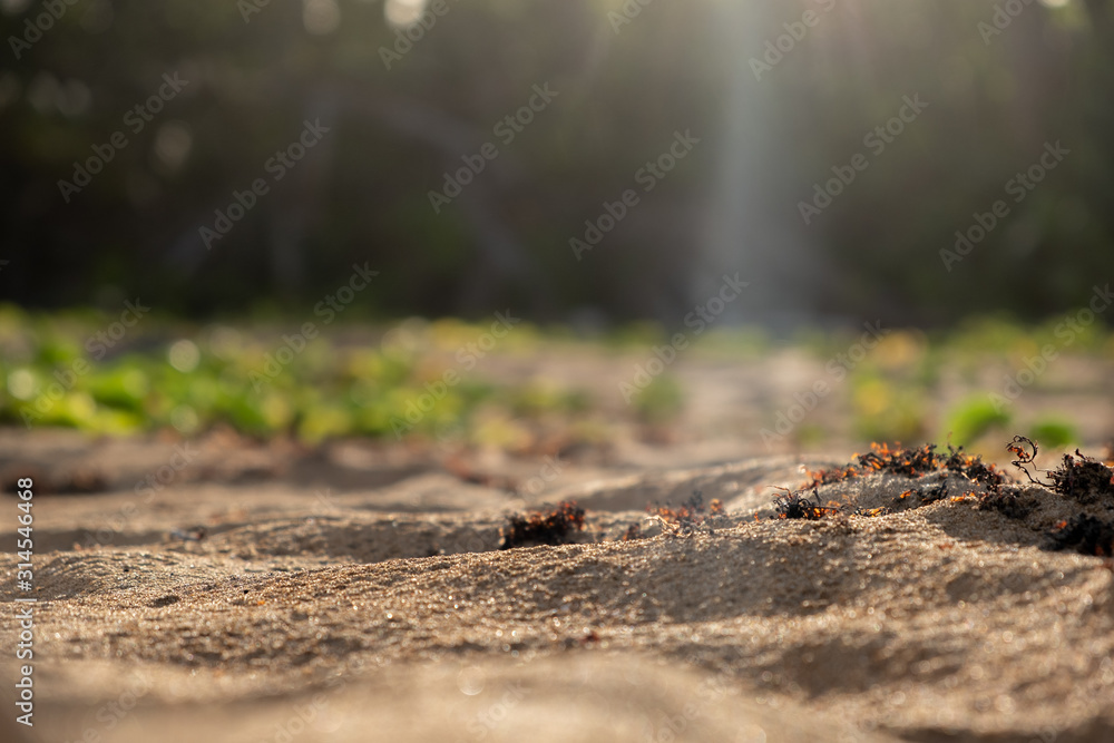 Fototapeta premium sand 