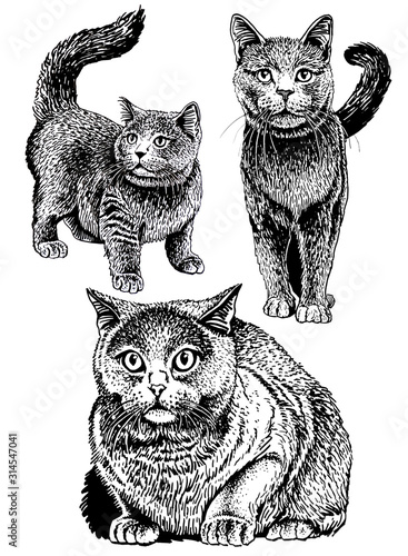 Fototapeta Naklejka Na Ścianę i Meble -  Graphical hand-drawn  set of cats isolated on white background,jpg illustration