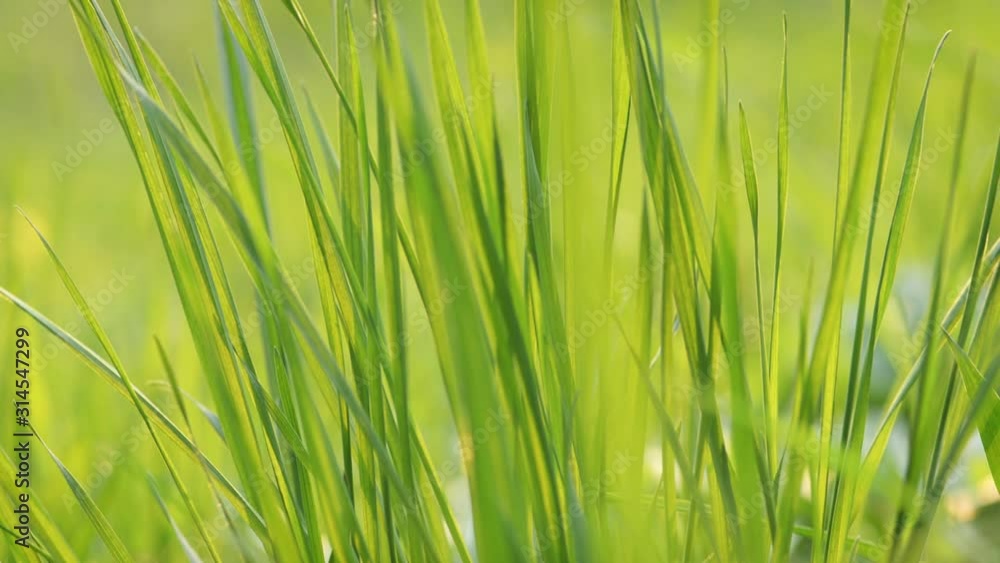 Fresh green spring grass lawn Fresh green spring grass lawn