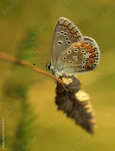 Butterfly Common Blue sitting on a blade of grass in a meadow or in a park with wings in the evening light at sunset. Wild nature with a colorful Polyomathus icarus sitting in summer on a flower.