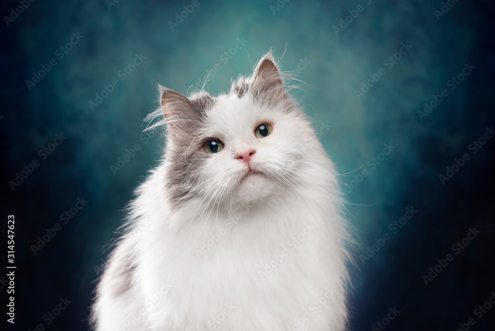 portrait of a fluffy cat on a blue background