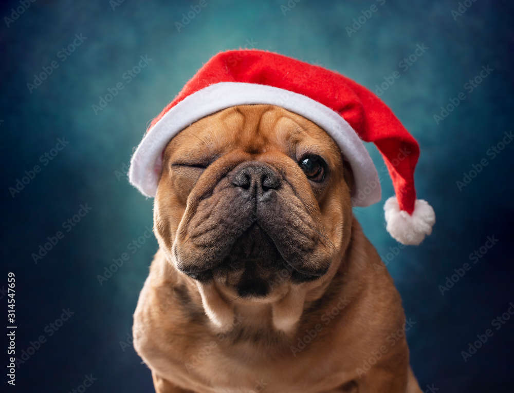 portrait of french bulldog in santa hat on blue background