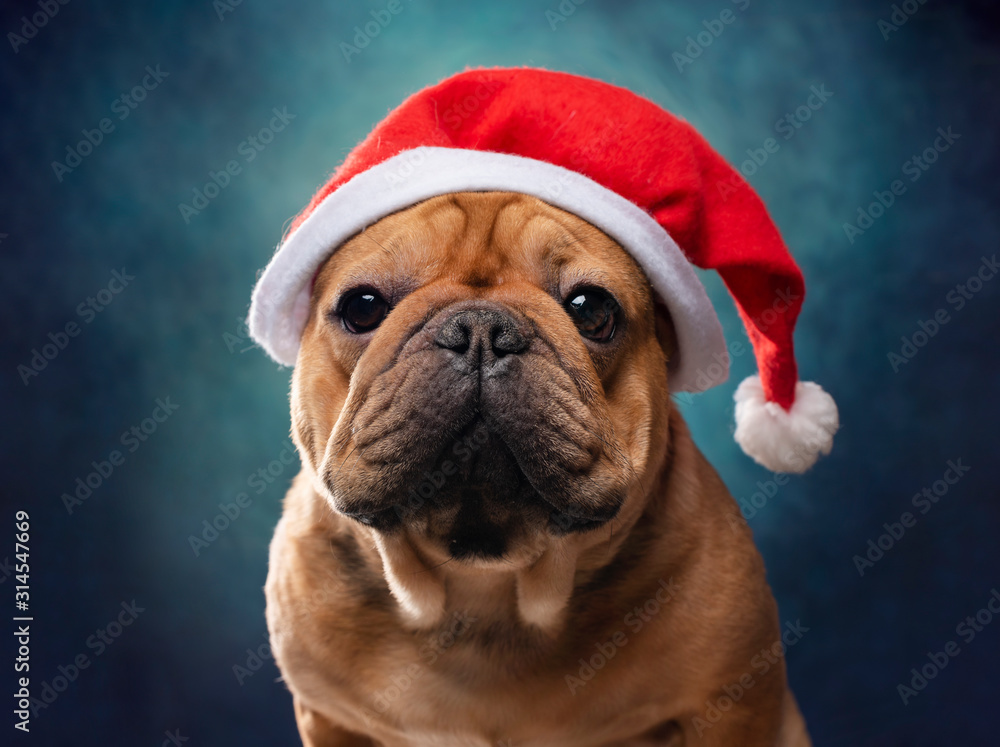 portrait of french bulldog in santa hat on blue background portrait of french bulldog in santa hat on blue background