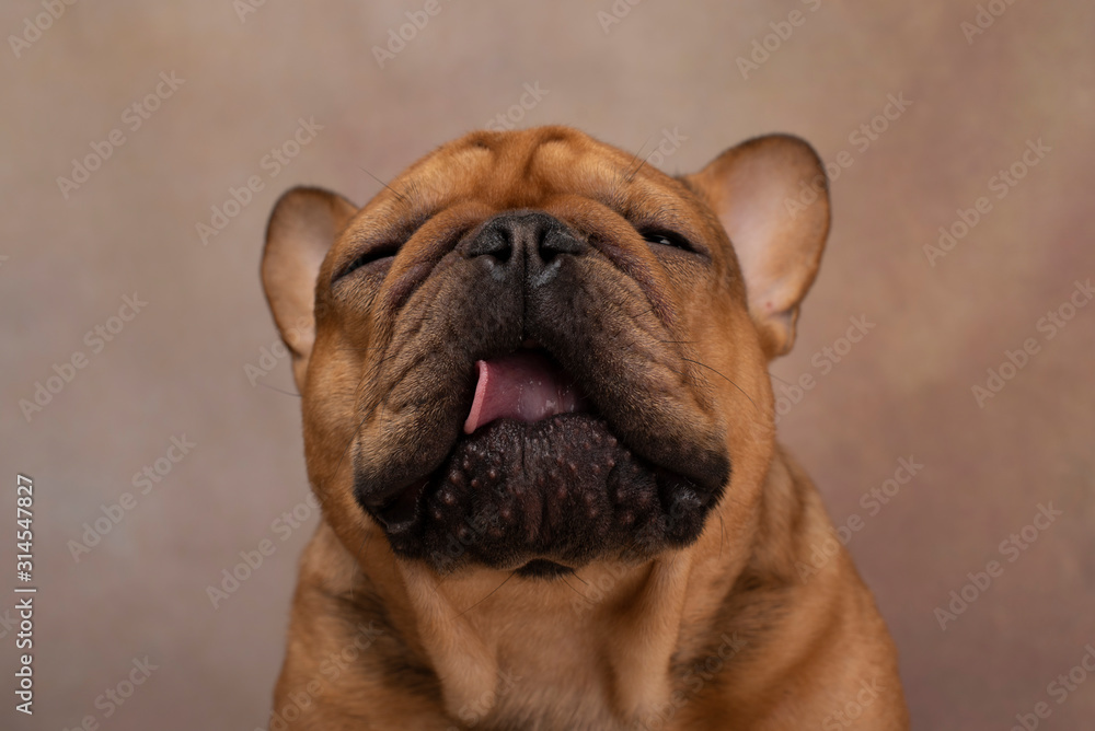 portrait of french bulldog on a light background