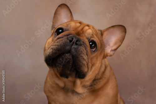 portrait of french bulldog on a light background © Светлана Валуйская