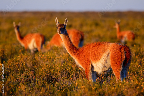 Group of guanacos in the patagonian steppe of the Valdes Peninsula at sunset, Argentina photo