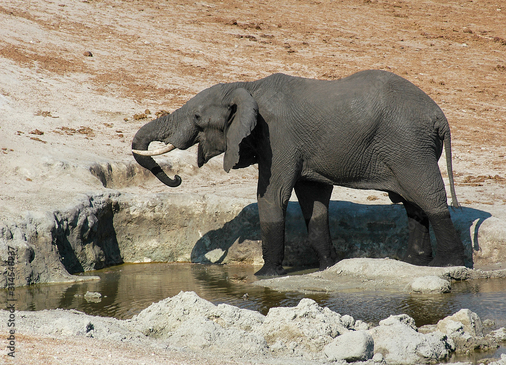 Elephant in the Water Botswana