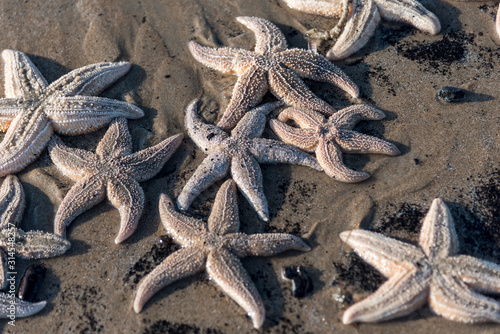 Group of starfish in the sand on a beach