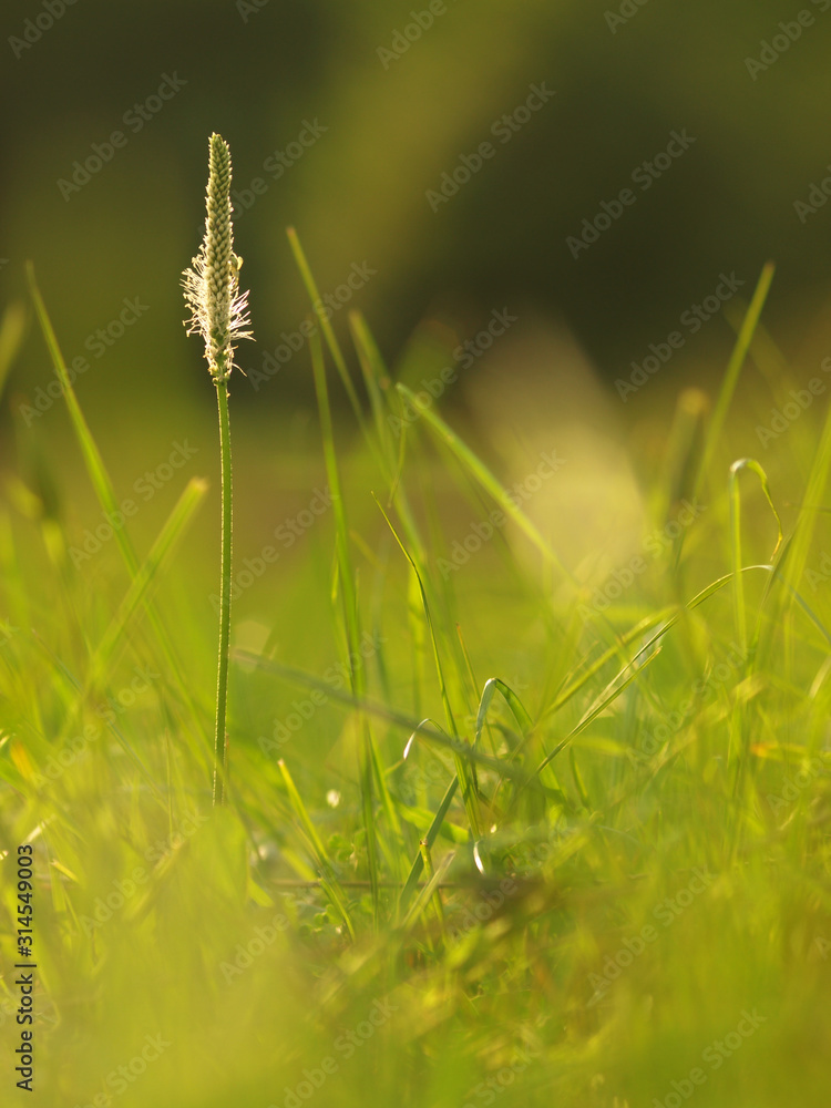 Fototapeta premium Flower Ribwort plantain herbaceous perennial of medical plant in grass on meadow near forest with green leaves and stem at sunset. Blooming spring flower Plantago Lanceolata on garden